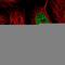 Heterogeneous nuclear ribonucleoprotein R antibody, HPA026092, Atlas Antibodies, Immunofluorescence image 