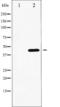 GATA Binding Protein 4 antibody, TA325503, Origene, Western Blot image 