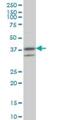 Ring Finger Protein 2 antibody, H00006045-M01, Novus Biologicals, Western Blot image 