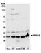 Ribosomal Protein S15 antibody, A305-041A, Bethyl Labs, Western Blot image 