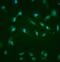 Cadherin-5 antibody, A02632-1, Boster Biological Technology, Immunofluorescence image 
