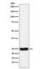 Cathepsin S antibody, M02514, Boster Biological Technology, Western Blot image 
