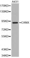 Calnexin antibody, MBS125776, MyBioSource, Western Blot image 