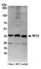 Replication factor C subunit 5 antibody, A300-146A, Bethyl Labs, Western Blot image 