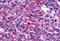 Nuclear receptor subfamily 4 group A member 3 antibody, MBS243162, MyBioSource, Immunohistochemistry paraffin image 