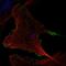 Rho Related BTB Domain Containing 2 antibody, HPA060938, Atlas Antibodies, Immunofluorescence image 