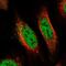 Proline Rich Mitotic Checkpoint Control Factor antibody, PA5-53993, Invitrogen Antibodies, Immunofluorescence image 