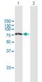 Meiosis Regulator And MRNA Stability Factor 1 antibody, H00009665-B01P, Novus Biologicals, Western Blot image 