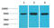 Heat Shock Protein 90 Alpha Family Class A Member 1 antibody, GTX33995, GeneTex, Western Blot image 