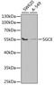 Sarcoglycan Epsilon antibody, GTX33494, GeneTex, Western Blot image 