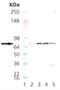 N-Ethylmaleimide Sensitive Factor, Vesicle Fusing ATPase antibody, NBP1-19333, Novus Biologicals, Western Blot image 
