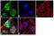 Early Endosome Antigen 1 antibody, GTX22900, GeneTex, Immunofluorescence image 