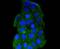Heat Shock Protein Family A (Hsp70) Member 14 antibody, A09630-1, Boster Biological Technology, Immunocytochemistry image 