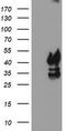 Decaprenyl-diphosphate synthase subunit 2 antibody, TA503972S, Origene, Western Blot image 