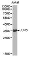 JunD Proto-Oncogene, AP-1 Transcription Factor Subunit antibody, STJ24276, St John