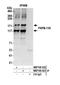 FKBP Prolyl Isomerase 15 antibody, NB100-423, Novus Biologicals, Western Blot image 