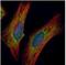 Cysteine Rich Hydrophobic Domain 2 antibody, NBP1-32719, Novus Biologicals, Immunofluorescence image 