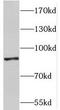 Peptidyl-prolyl cis-trans isomerase G antibody, FNab06677, FineTest, Western Blot image 