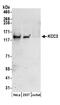 Solute carrier family 12 member 6 antibody, A304-409A, Bethyl Labs, Western Blot image 