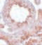 Homeobox protein ESX1 antibody, 5597, ProSci, Immunohistochemistry frozen image 