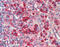 Heat Shock Protein 90 Beta Family Member 1 antibody, ADI-SPA-850-F, Enzo Life Sciences, Immunohistochemistry frozen image 