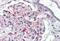 Jagged Canonical Notch Ligand 1 antibody, MBS242046, MyBioSource, Immunohistochemistry paraffin image 