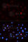 Cyclin Dependent Kinase 1 antibody, AP0015, ABclonal Technology, Immunofluorescence image 