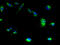 Melanocortin 2 Receptor Accessory Protein 2 antibody, A67006-100, Epigentek, Immunofluorescence image 