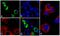 V5 epitope tag antibody, 37-7500, Invitrogen Antibodies, Immunofluorescence image 