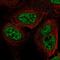 Ret Finger Protein Like 3 antibody, HPA072380, Atlas Antibodies, Immunofluorescence image 