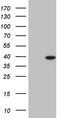 NK2 Homeobox 1 antibody, TA803185S, Origene, Western Blot image 