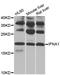 Interferon alpha-1/13 antibody, MBS125081, MyBioSource, Western Blot image 