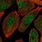 Opa Interacting Protein 5 antibody, NBP2-13688, Novus Biologicals, Immunofluorescence image 