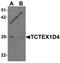 Tctex1 Domain Containing 4 antibody, 6957, ProSci, Western Blot image 