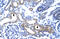 Zinc Finger AN1-Type Containing 6 antibody, ARP34464_T100, Aviva Systems Biology, Immunohistochemistry frozen image 
