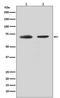 Cell Division Cycle 40 antibody, M07786, Boster Biological Technology, Western Blot image 