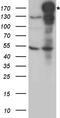 NEDD4 E3 Ubiquitin Protein Ligase antibody, TA890135S, Origene, Western Blot image 