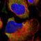 Par-6 Family Cell Polarity Regulator Beta antibody, HPA013376, Atlas Antibodies, Immunocytochemistry image 