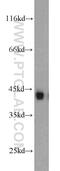 Creatine kinase M-type antibody, 18712-1-AP, Proteintech Group, Western Blot image 