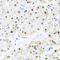 BRCA2 and CDKN1A-interacting protein antibody, A05912, Boster Biological Technology, Immunohistochemistry frozen image 