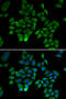 NFKB Inhibitor Beta antibody, 19-852, ProSci, Immunofluorescence image 