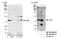 Cullin 4A antibody, NB100-2267, Novus Biologicals, Western Blot image 