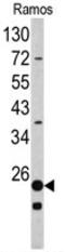 Ribosomal Protein S9 antibody, AP17720PU-N, Origene, Western Blot image 