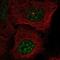 BCAS2 Pre-MRNA Processing Factor antibody, NBP2-49532, Novus Biologicals, Immunofluorescence image 
