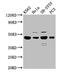 Ly1 Antibody Reactive antibody, CSB-PA882130LA01HU, Cusabio, Western Blot image 