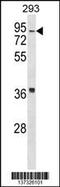 HIRA Interacting Protein 3 antibody, 59-988, ProSci, Western Blot image 