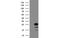 Chromosome 1 Open Reading Frame 50 antibody, MBS837944, MyBioSource, Western Blot image 