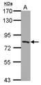 Peroxisomal targeting signal 1 receptor antibody, LS-C155393, Lifespan Biosciences, Western Blot image 