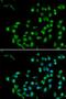 Catenin Beta Like 1 antibody, LS-C334804, Lifespan Biosciences, Immunofluorescence image 