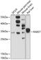 RAB37, Member RAS Oncogene Family antibody, 15-159, ProSci, Western Blot image 